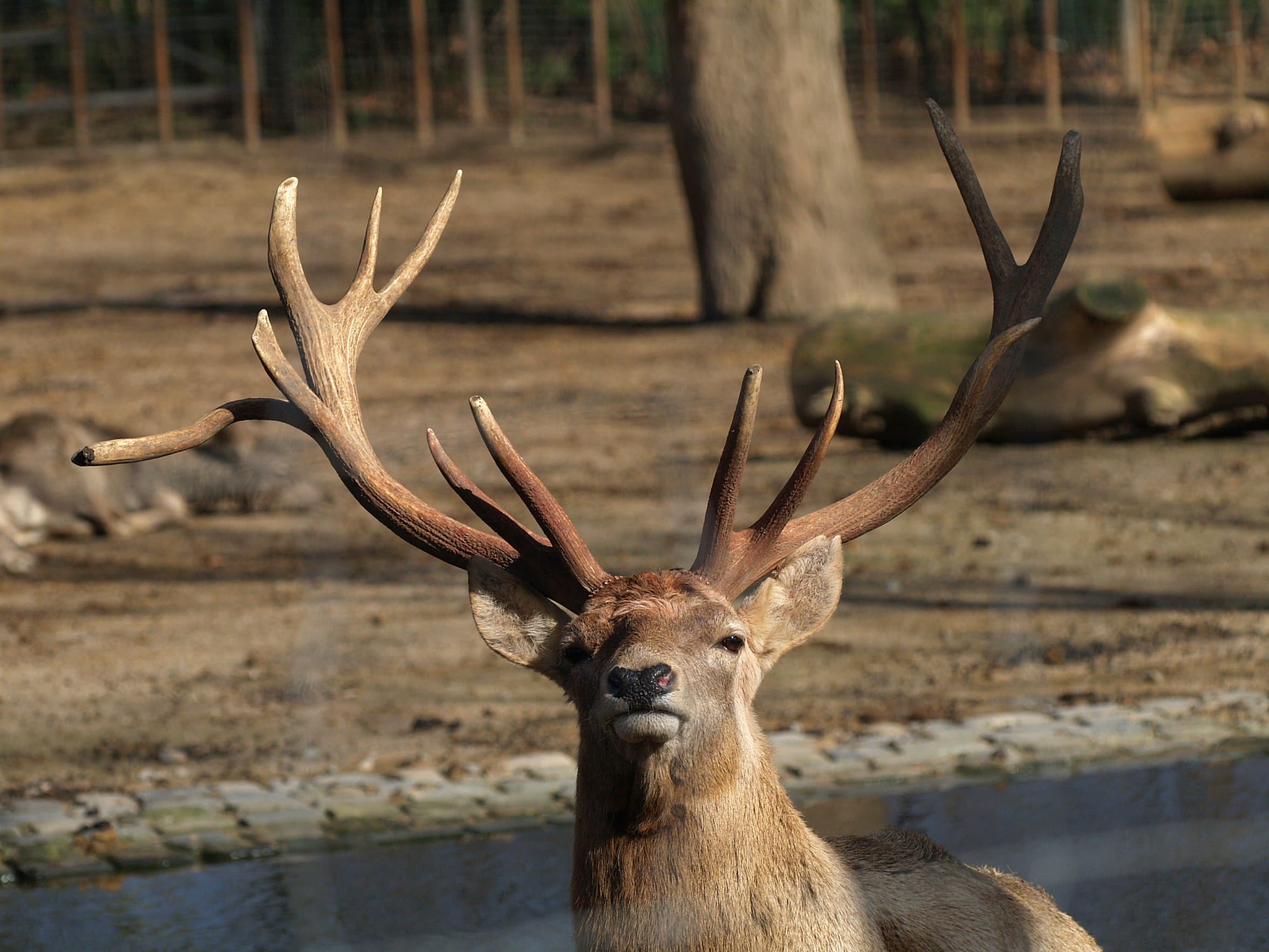 A Bactrian deer with pale speckled coat standing in a grassy riverside meadow