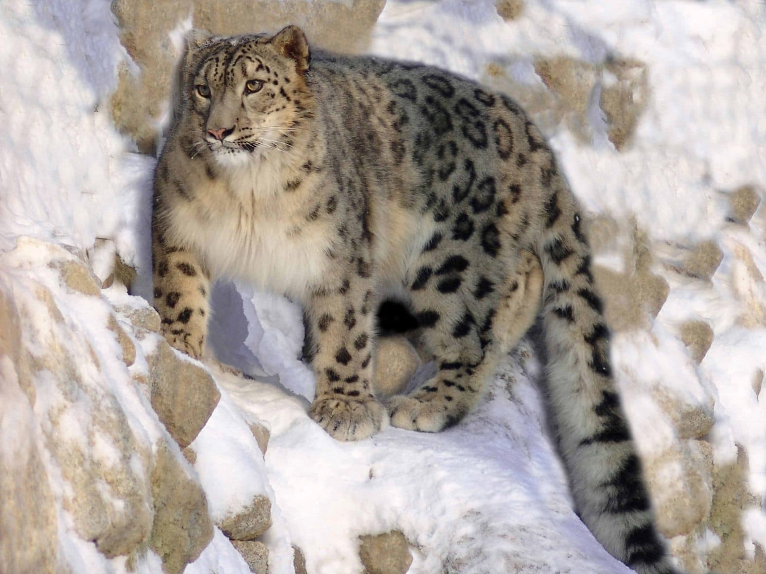 A snow leopard sitting on a rocky ridge, its spotted grey coat blending with the stone