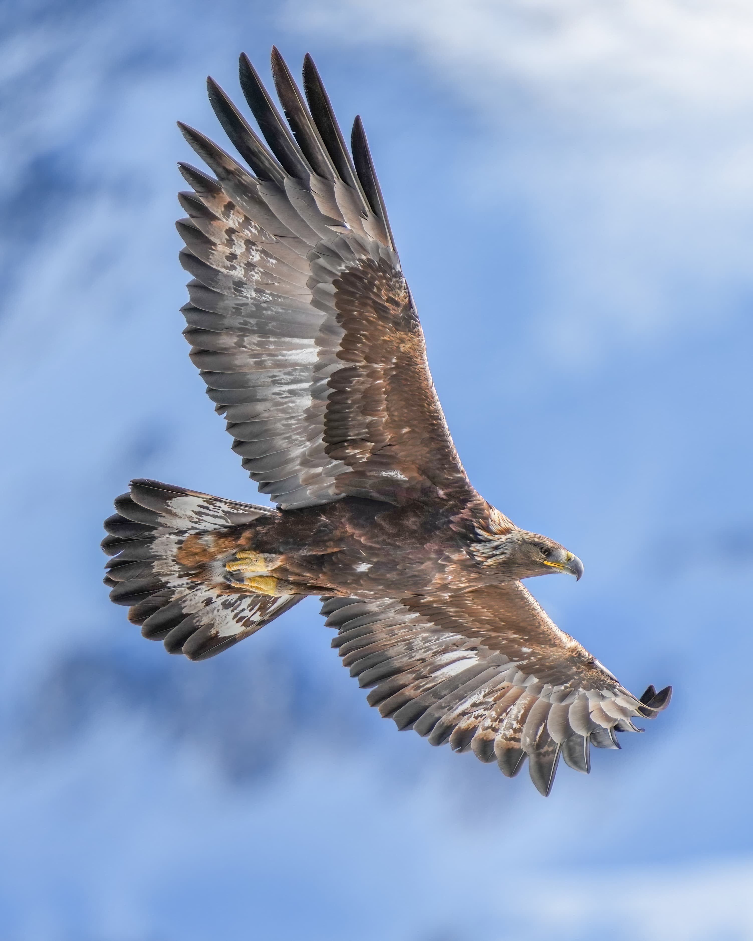 A golden eagle soaring with wings spread wide against a blue mountain sky
