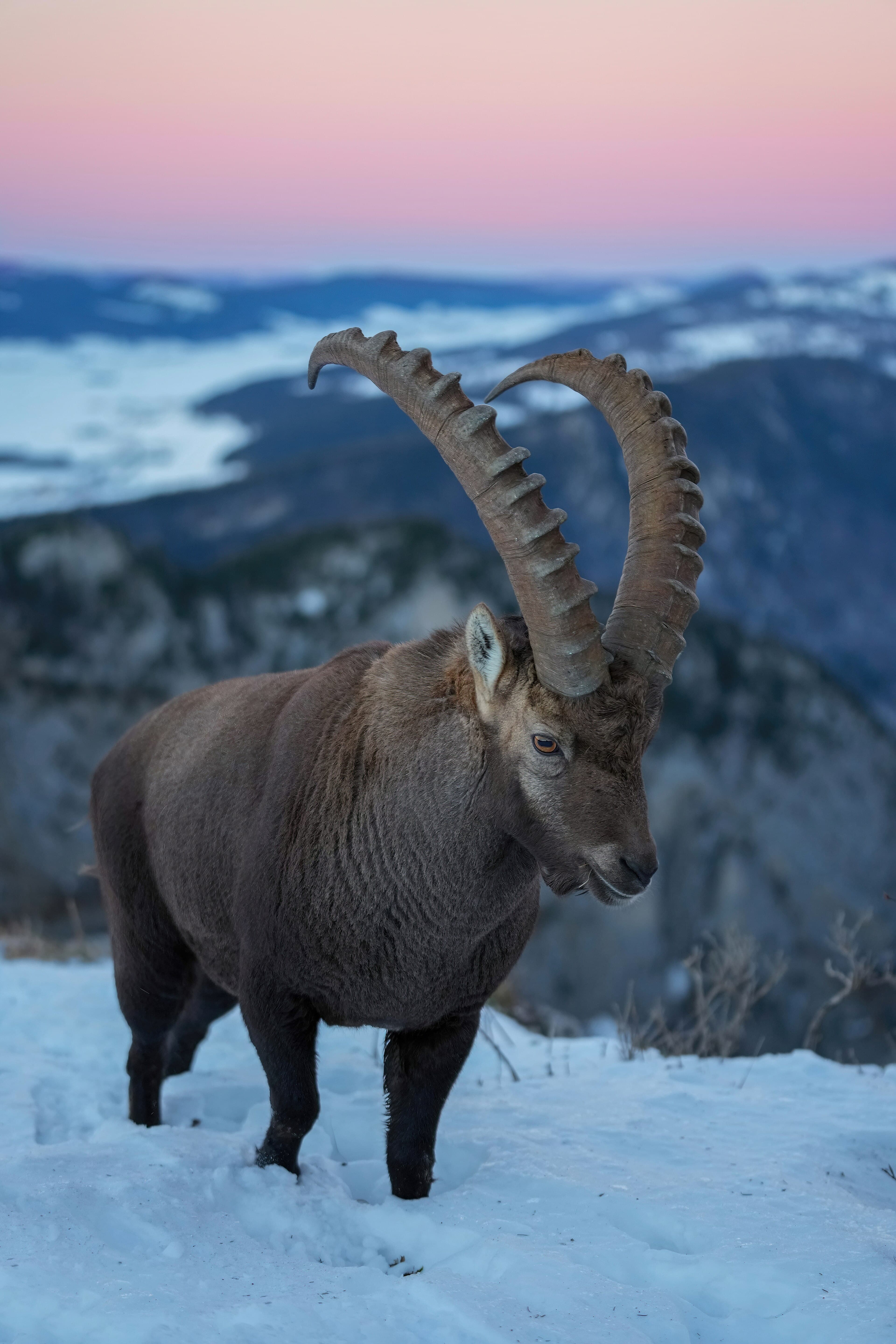 An Alpine ibex standing on a rocky mountain ledge with long curved horns