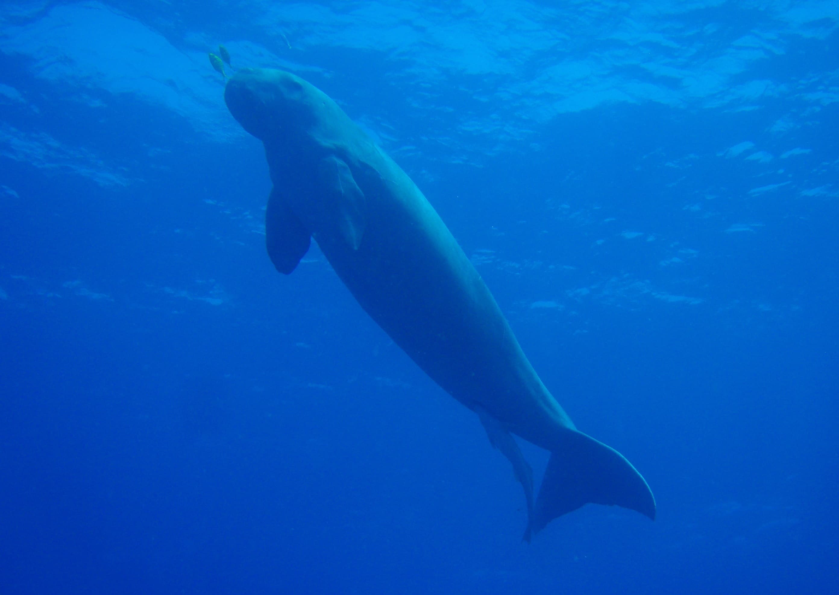 A large, grey dugong swimming slowly through shallow, sunlit seagrass beds
