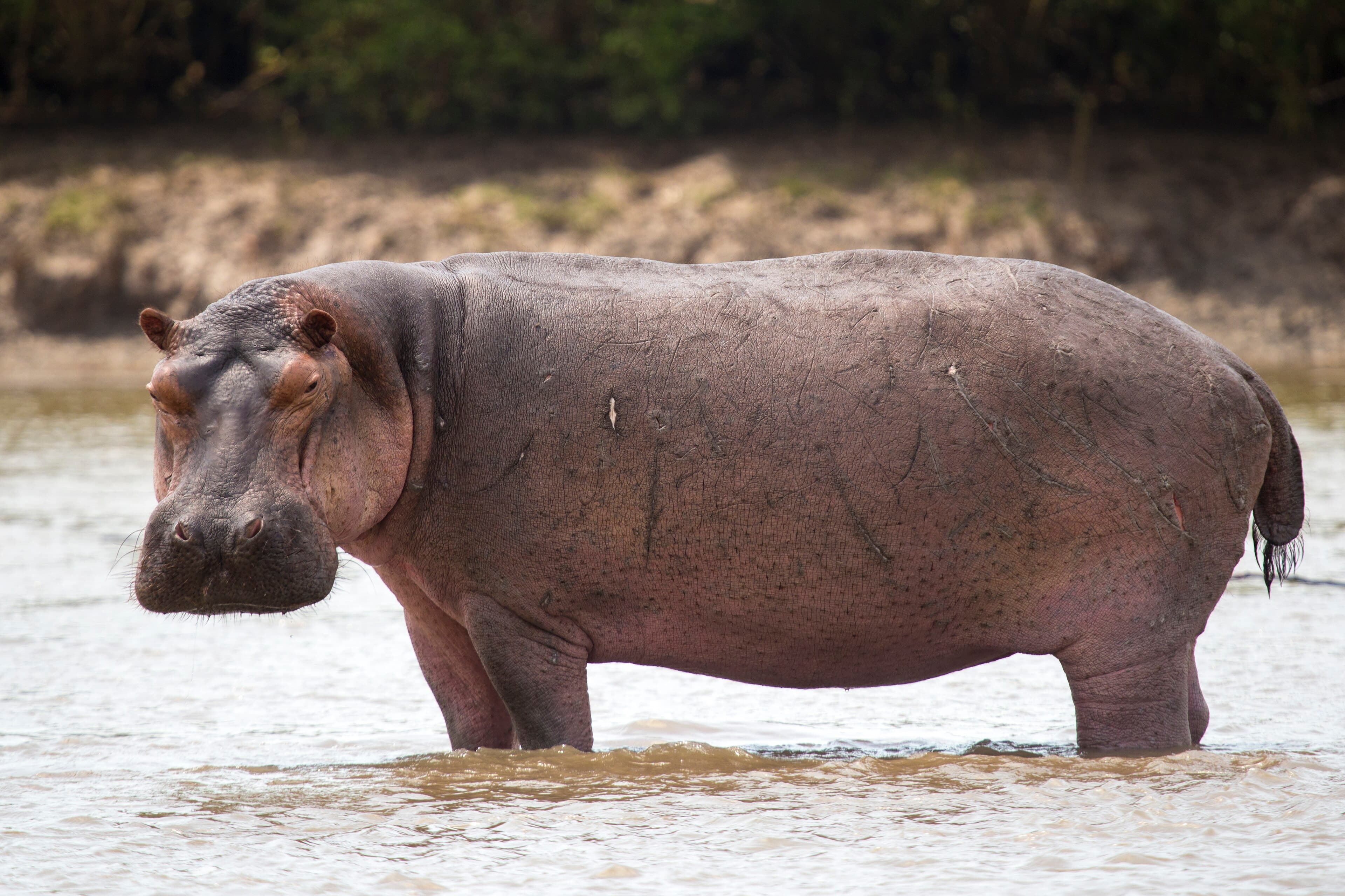 Hippos wallowing in the Shire River in Liwonde National Park, Malawi