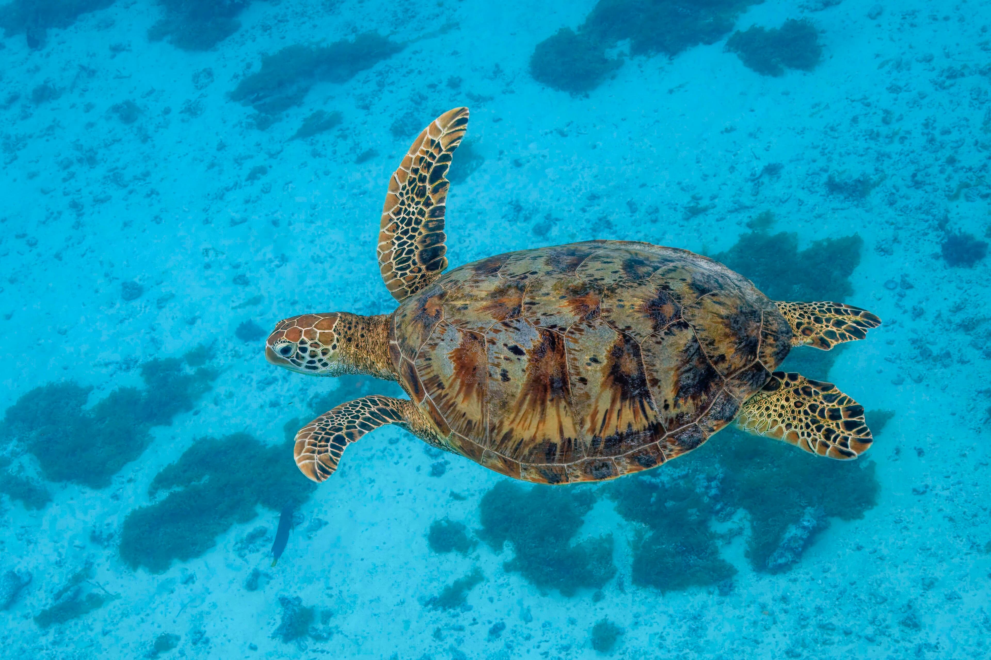 A green sea turtle gliding through clear turquoise water above a coral reef
