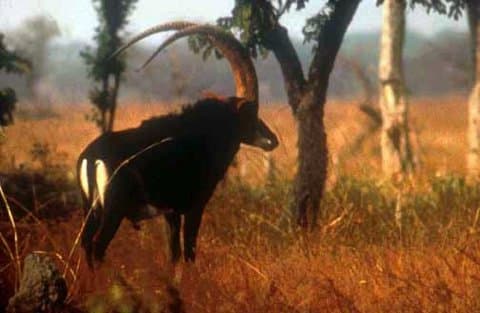 Male giant sable antelope with huge curved horns standing in golden grassland