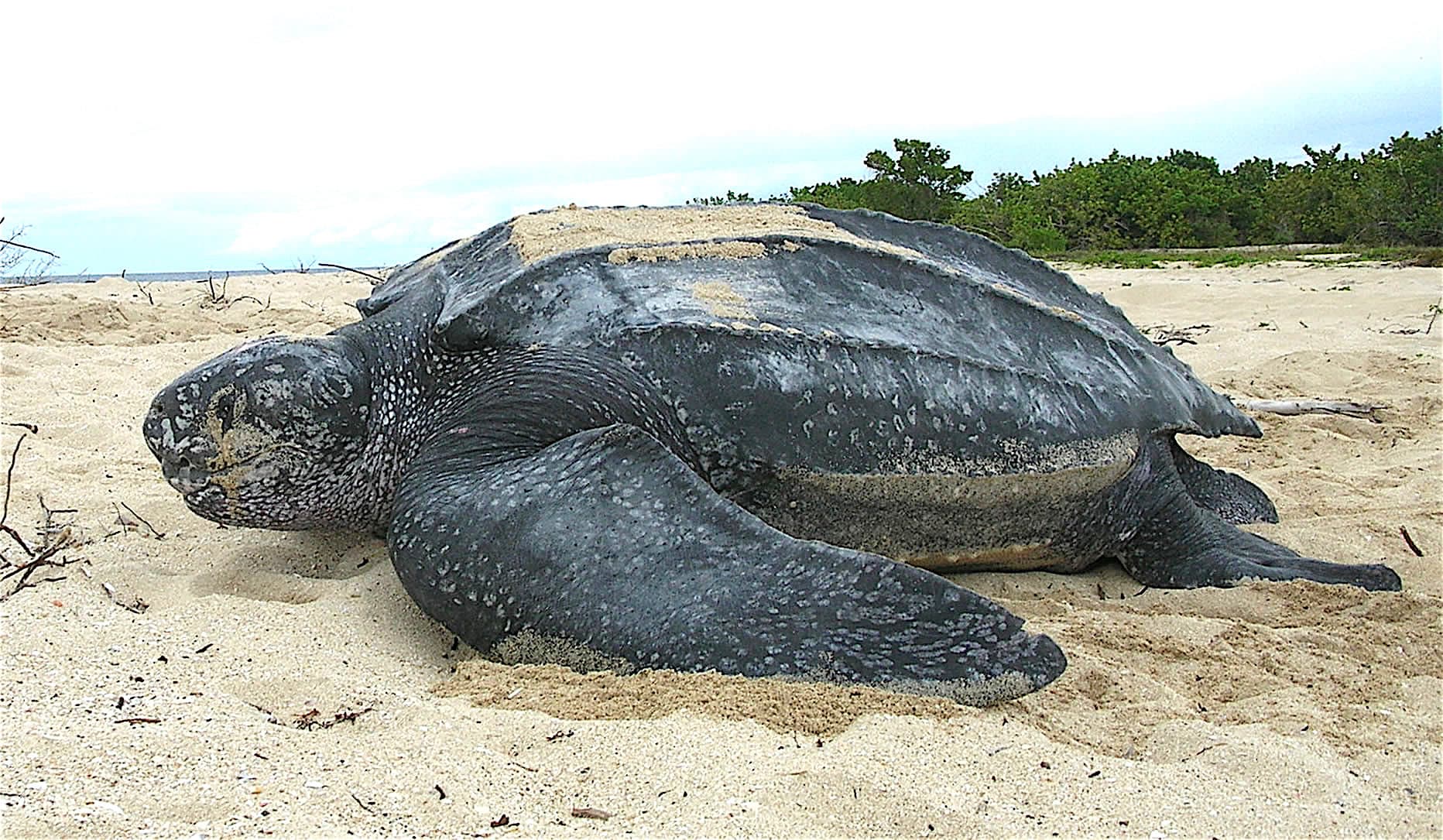 Large leatherback turtle on a sandy beach at night with the ocean behind