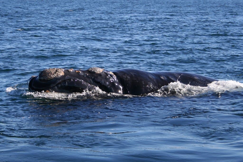 Southern right whale breaching in the Atlantic Ocean with a clear blue sky