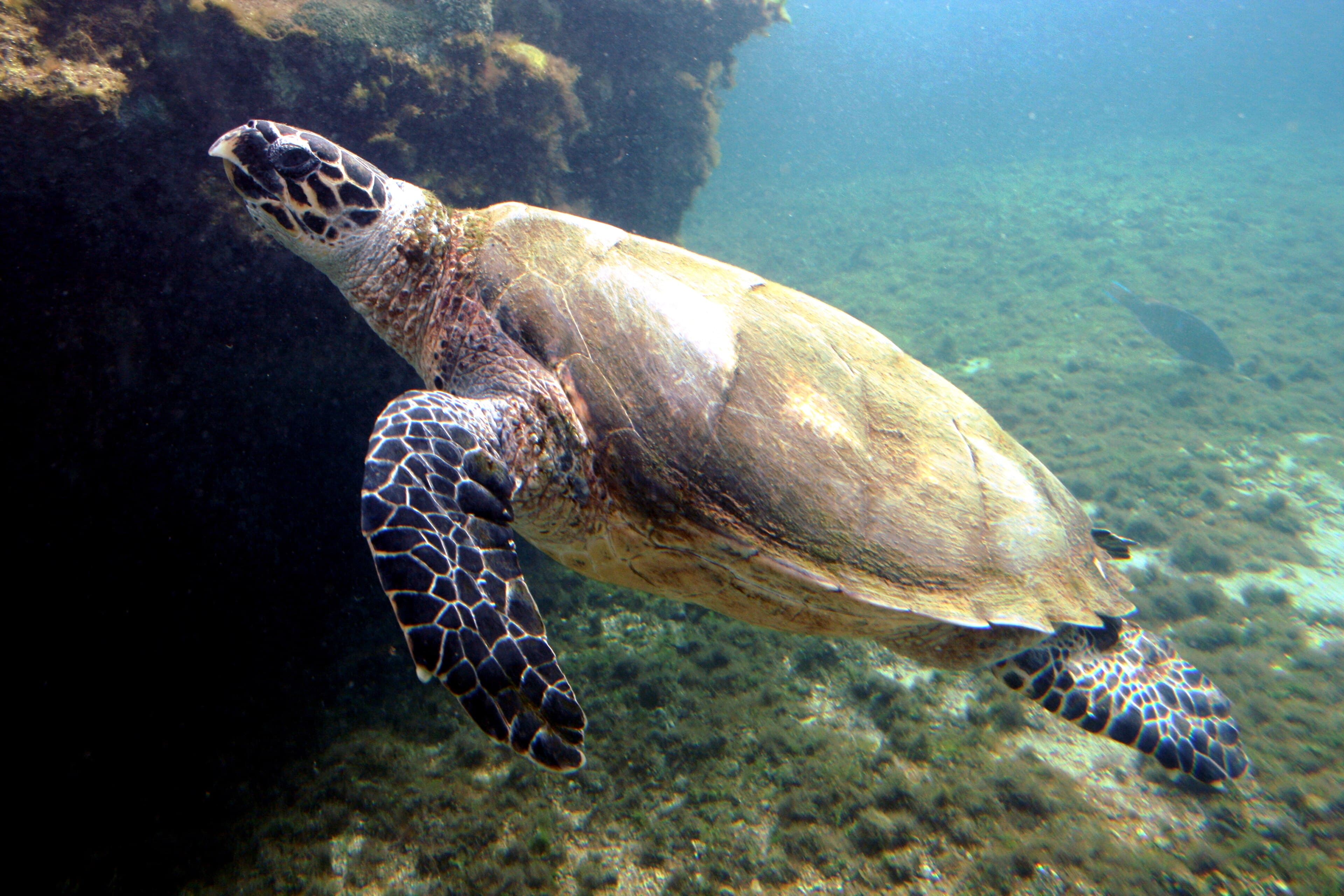 A hawksbill turtle swimming above a coral reef