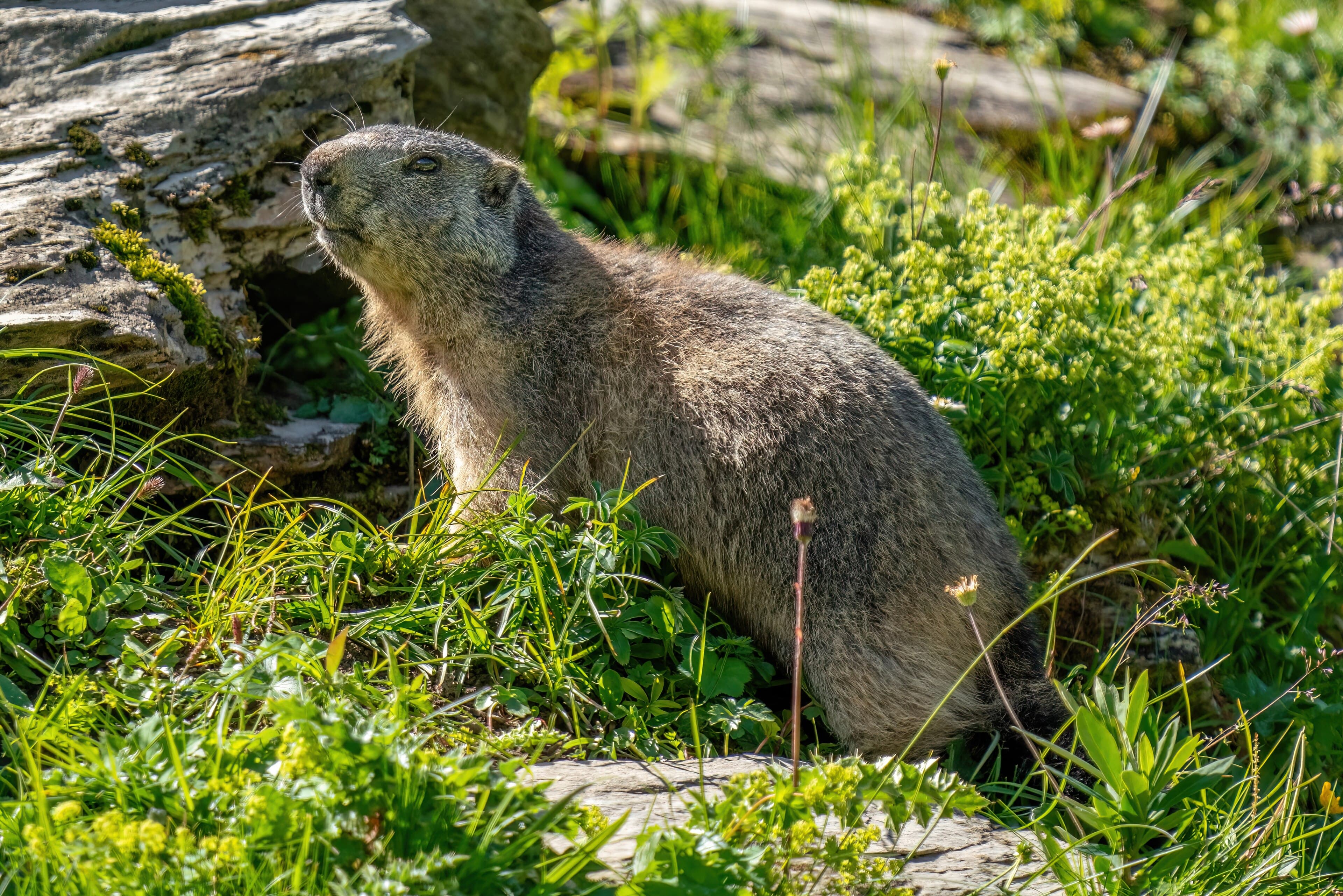 A plump alpine marmot sitting upright on a rocky slope with mountains behind