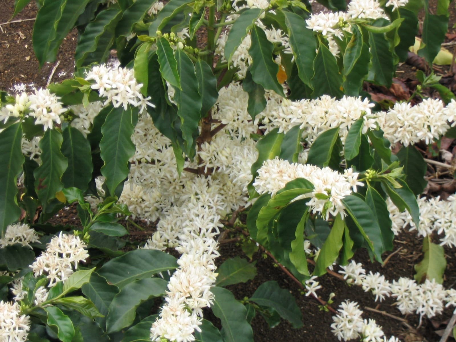 Bright red coffee cherries on a coffee plant in Kenya