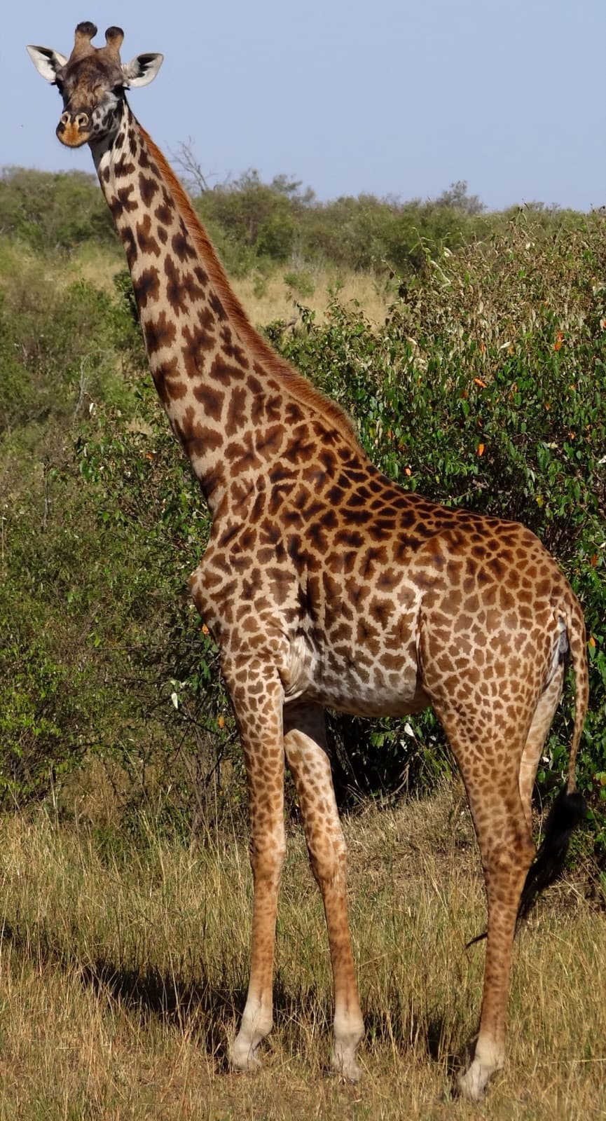 A Maasai giraffe browsing acacia leaves in the Kenyan savannah